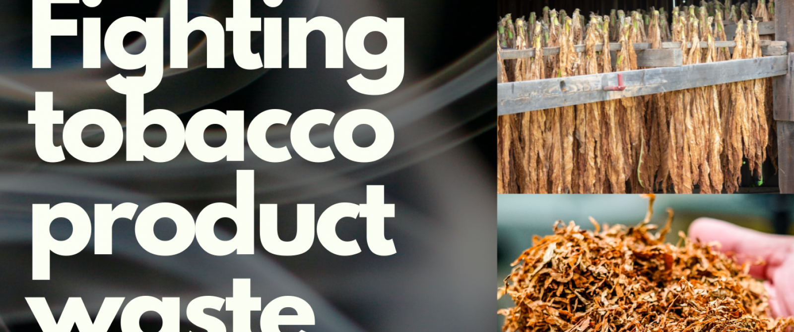 "Fighting tobacco product waste" World No Tobacco Day webinar WHO FCTC